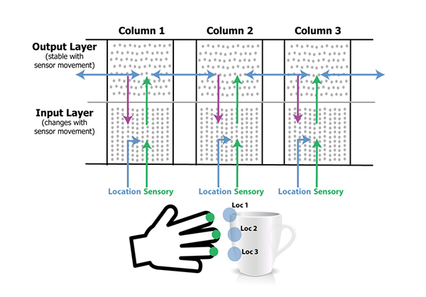Cortical Columns - Multiple Columns Diagram