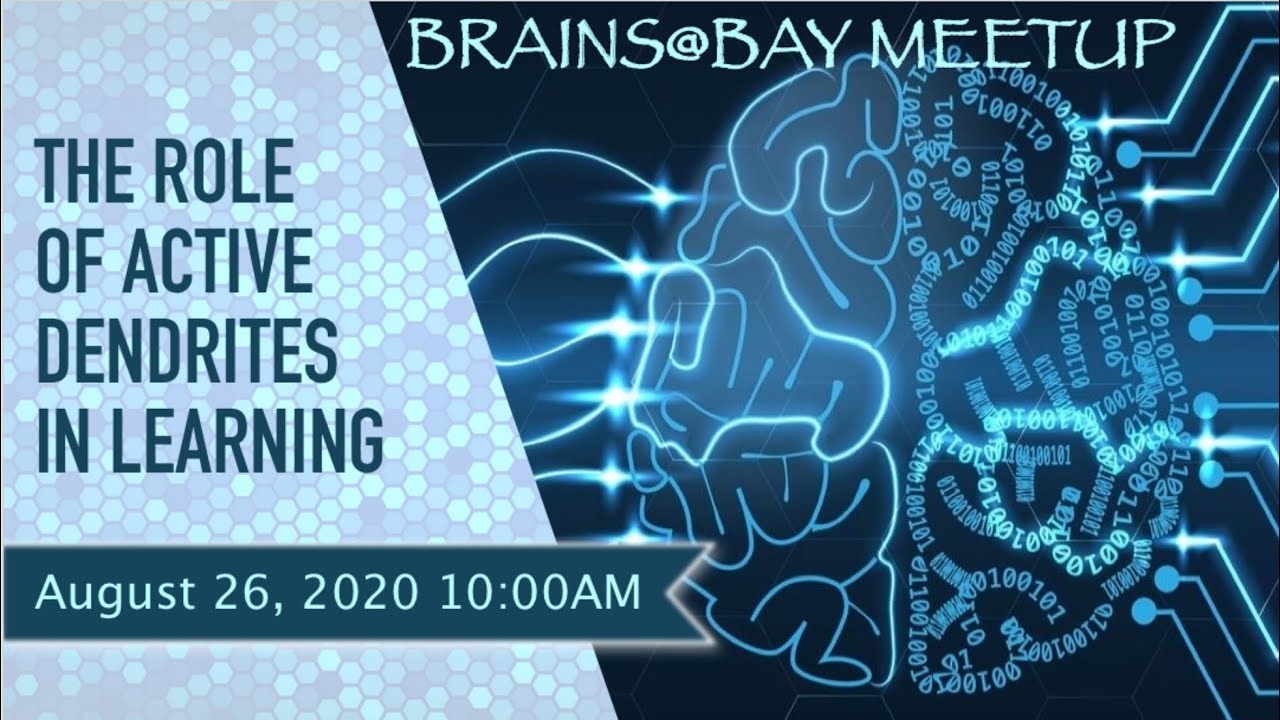 brains-bay-the-role-of-active-dendrites-in-learning