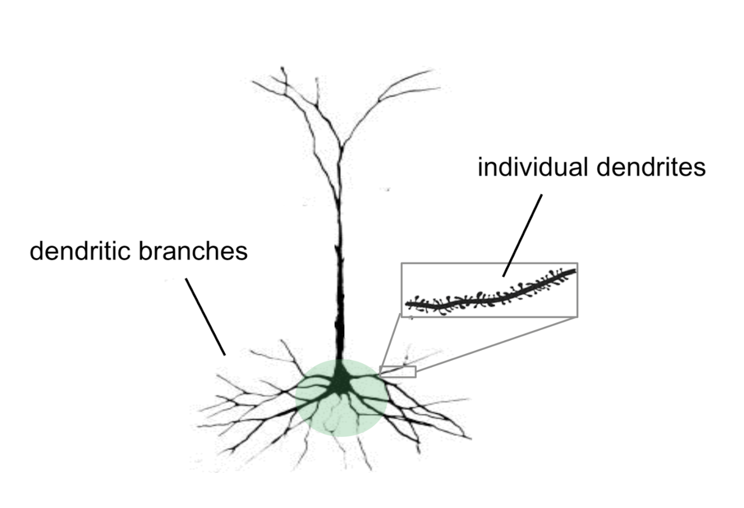 Why Neural Networks Forget, and Lessons from the Brain